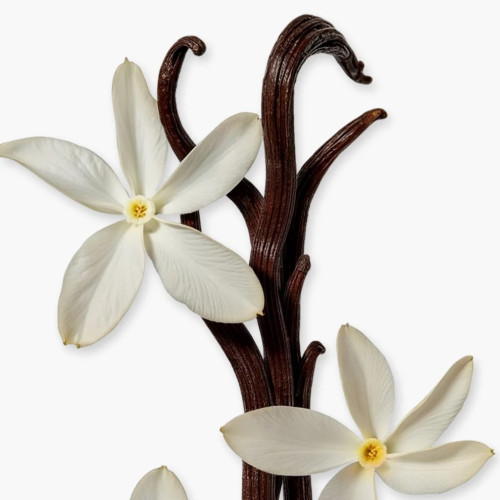 PDM SAFANAD     EDP  75ML