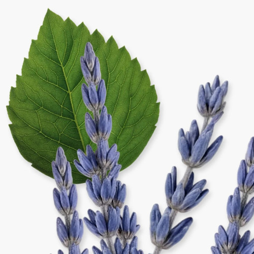 PDM LAYTON      EDP  75ML