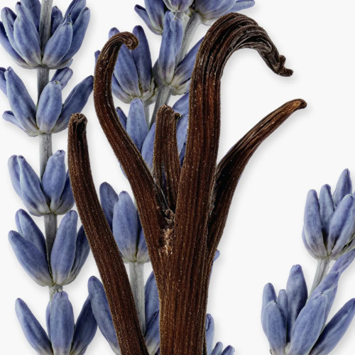 PDM LAYTON EXC. PARFUM 125ML