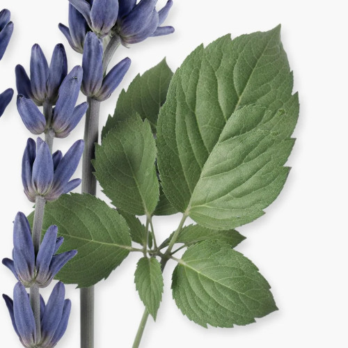 PDM SEDLEY      EDP  75ML