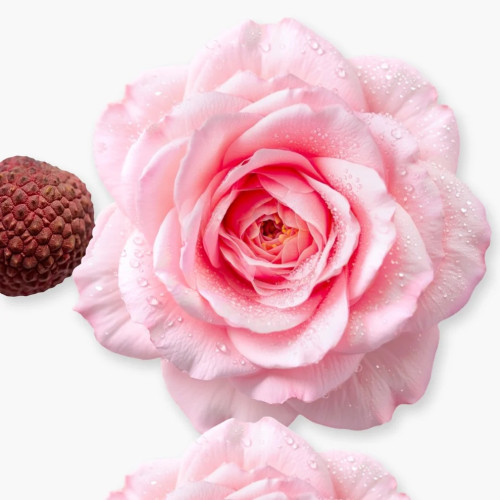 PDM DELINA BODY OIL 100ML