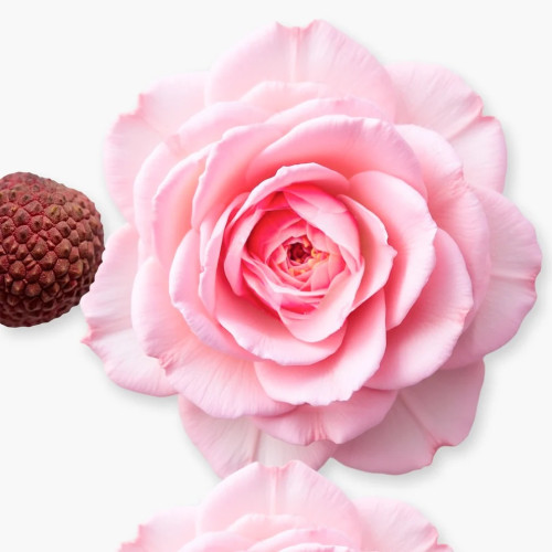 PDM DELINA BODY CR    200ML